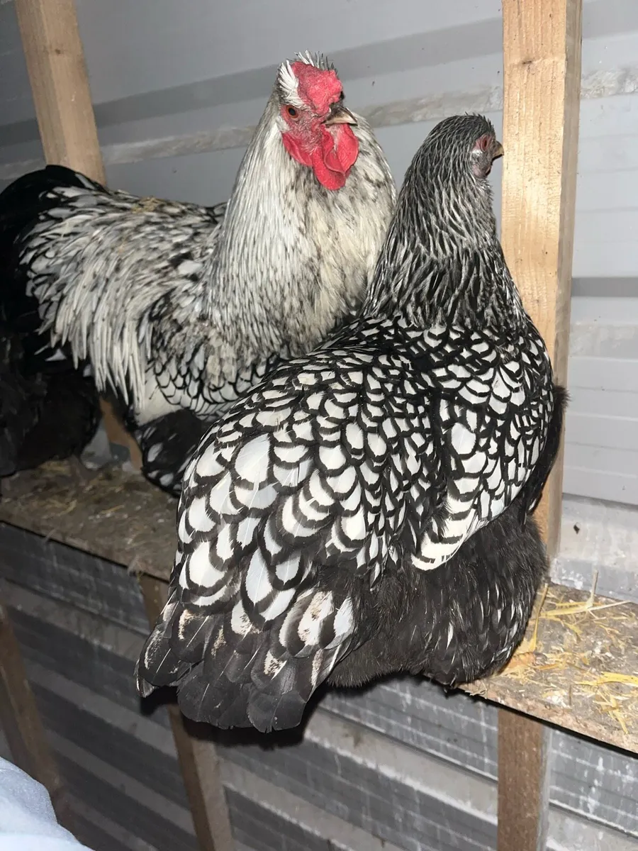 Rare Poultry - Image 4