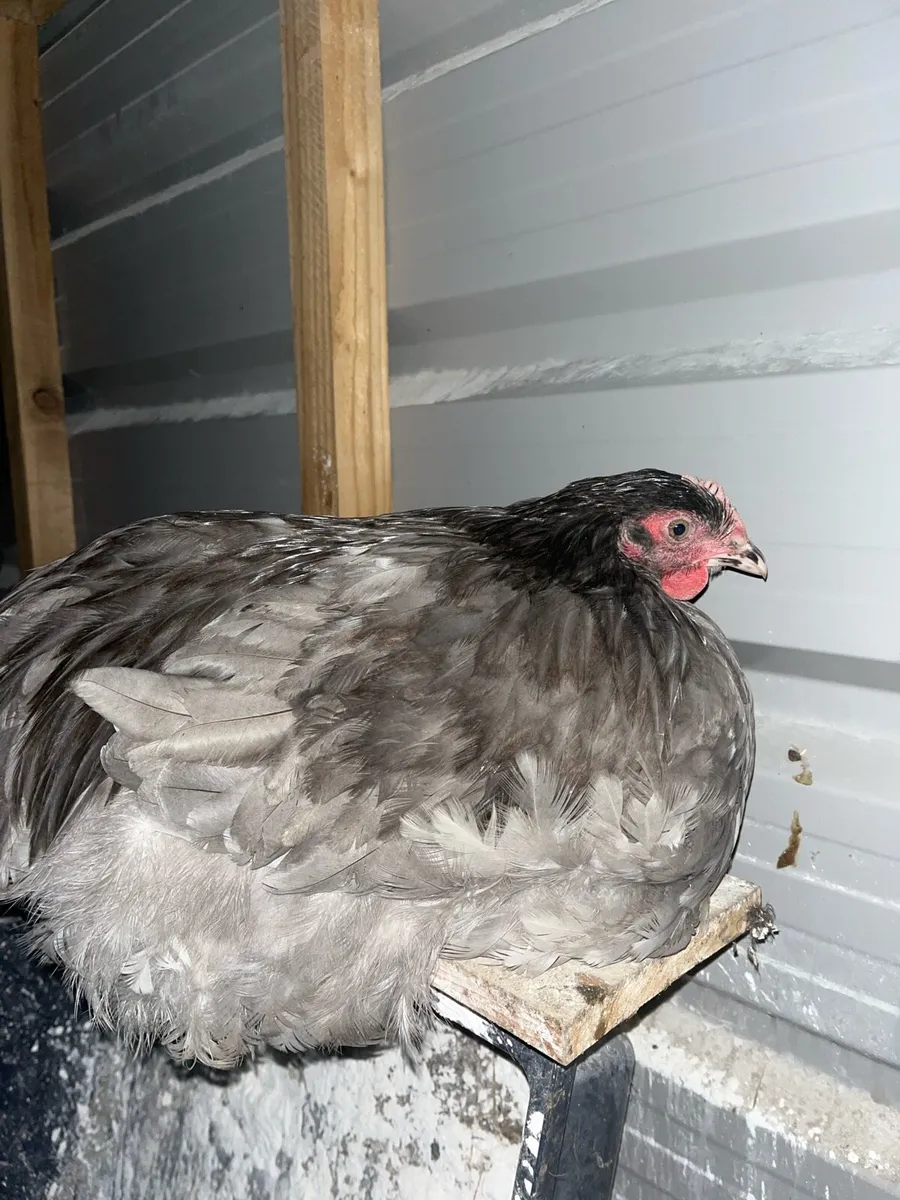 Rare Poultry - Image 1