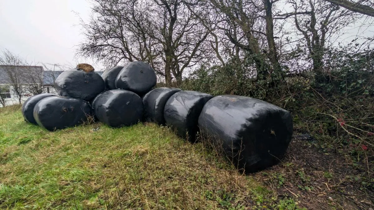 14 Round Bales Silage - Image 2