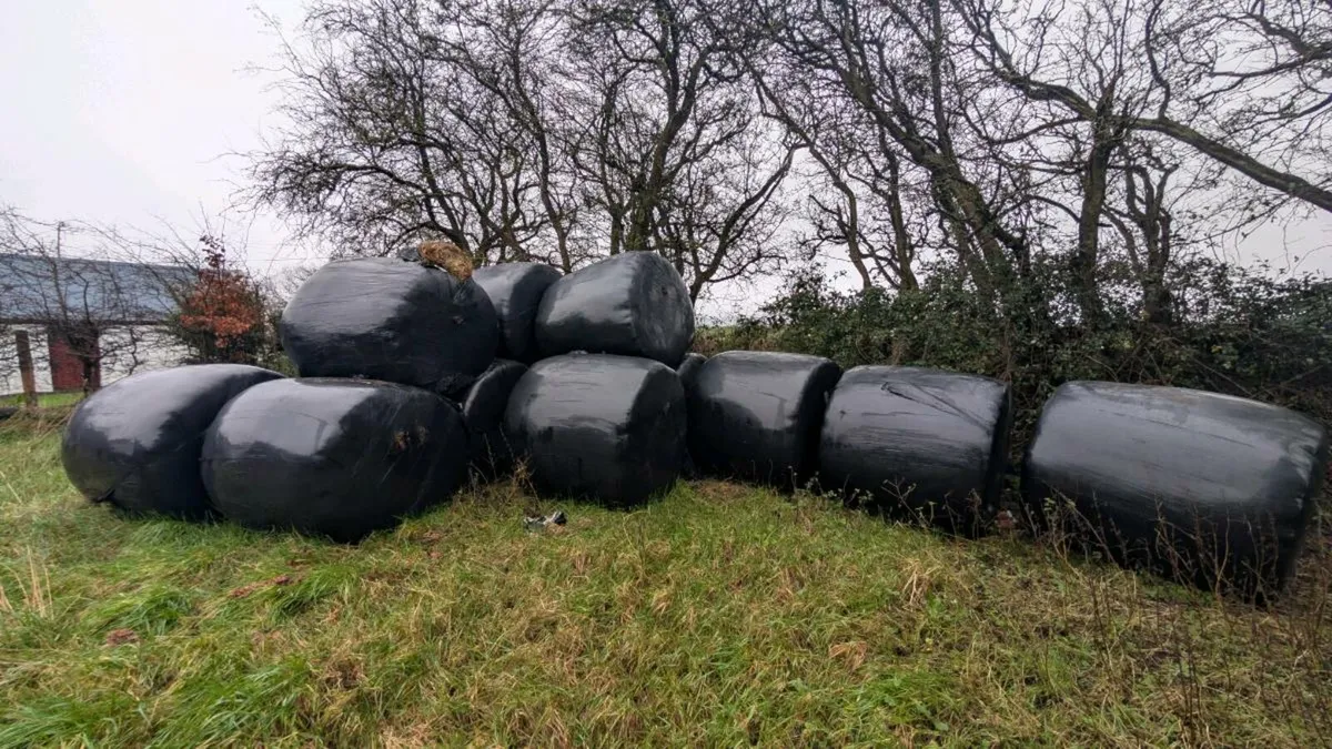 14 Round Bales Silage - Image 3