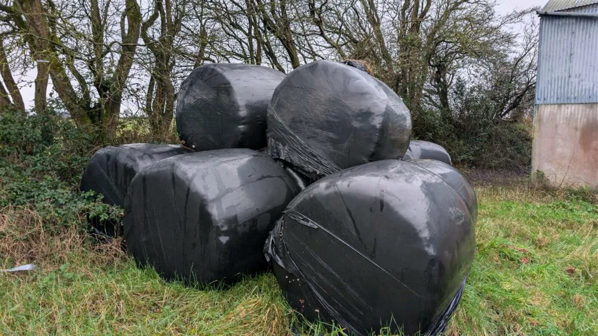 14 Round Bales Silage - Image 1
