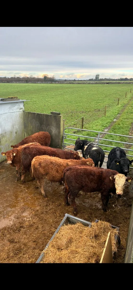 Limousin X bull weanlings - Image 1