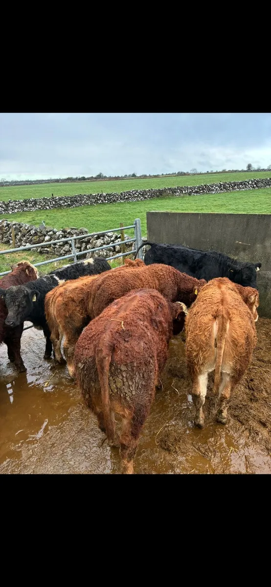 Limousin X bull weanlings - Image 2