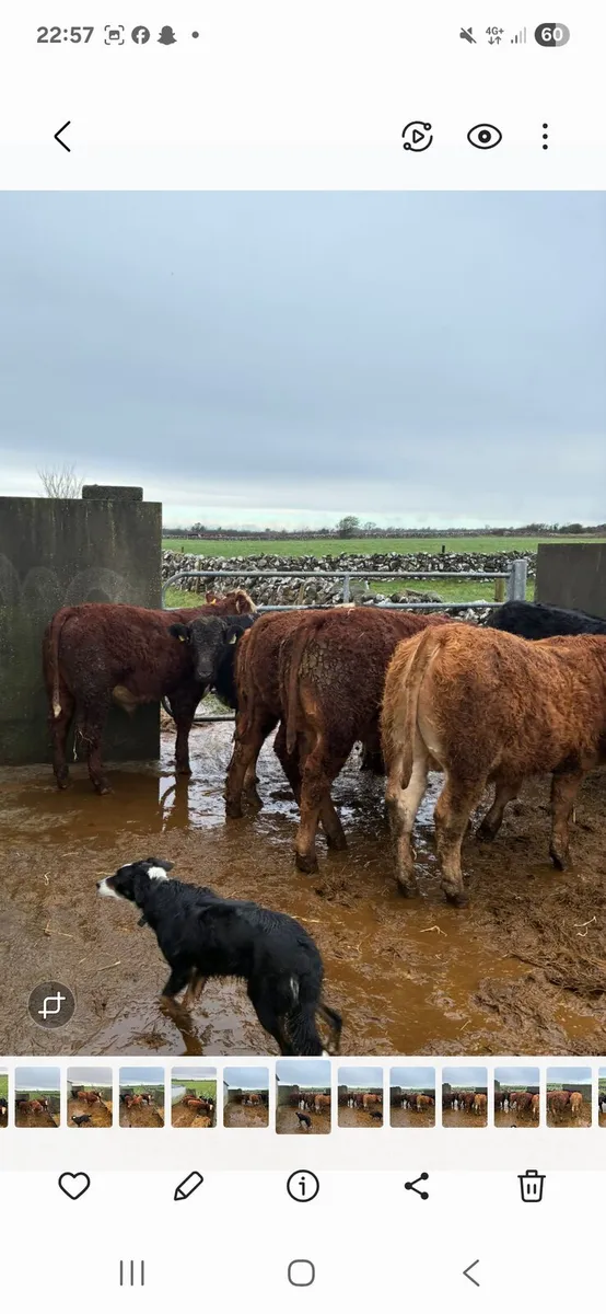 Limousin X bull weanlings - Image 3