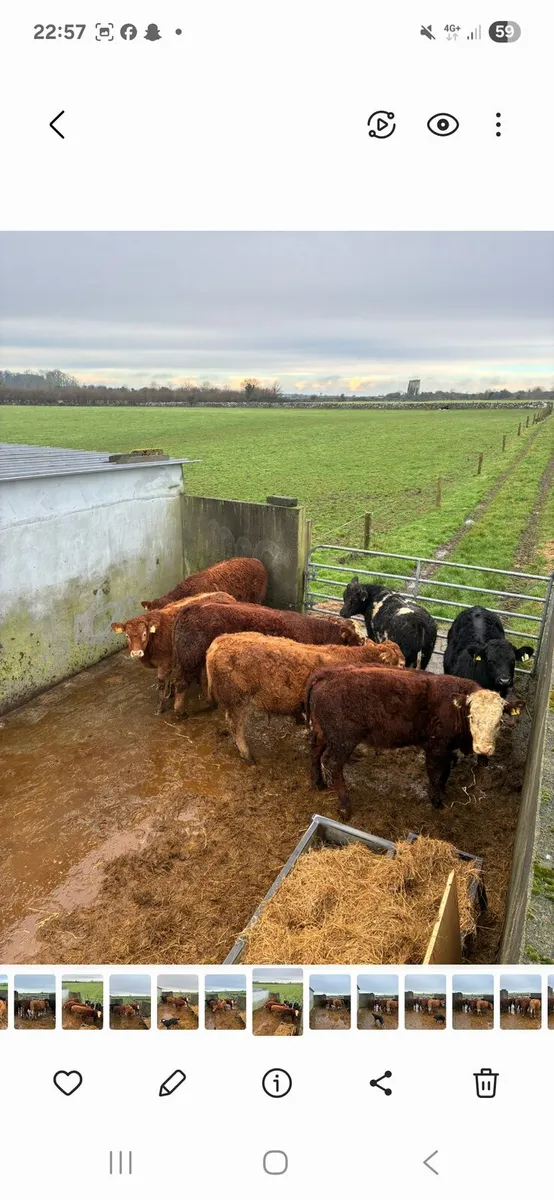 Limousin X bull weanlings - Image 4