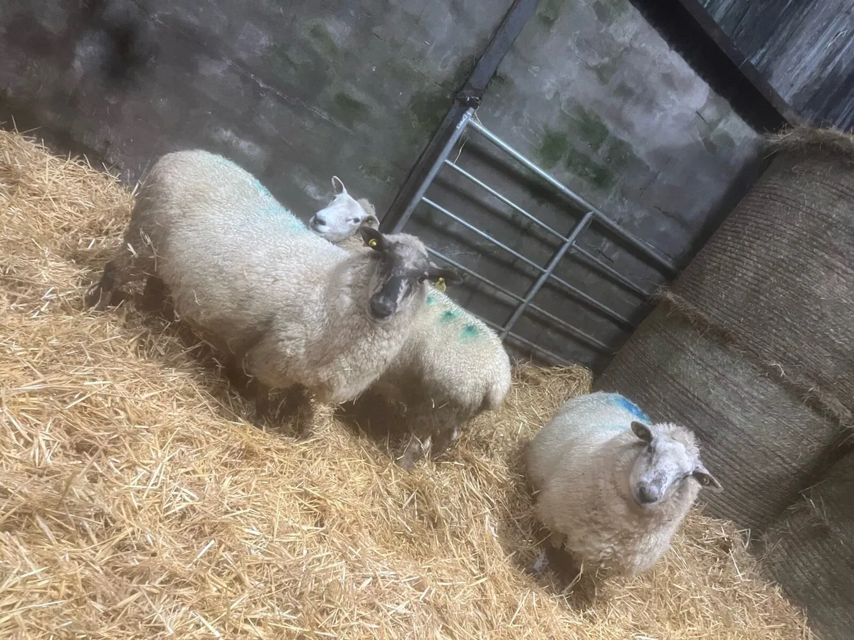 3 carrying 12 - Image 2