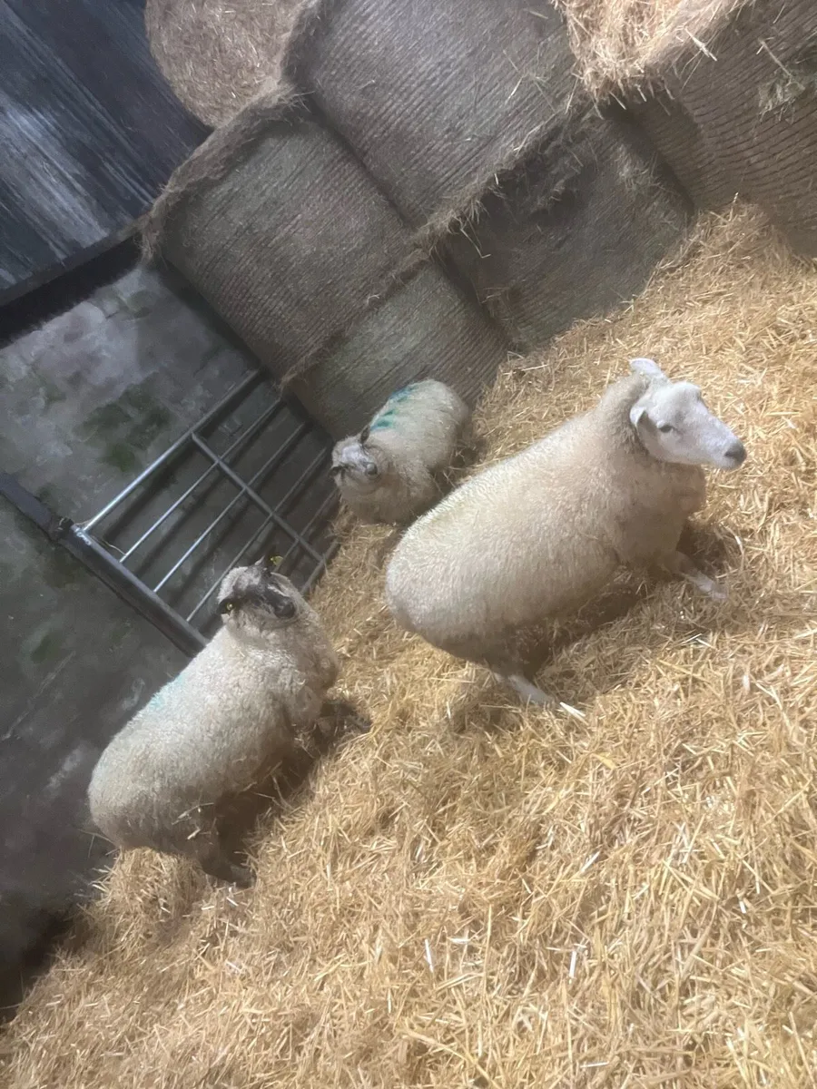 3 carrying 12 - Image 3