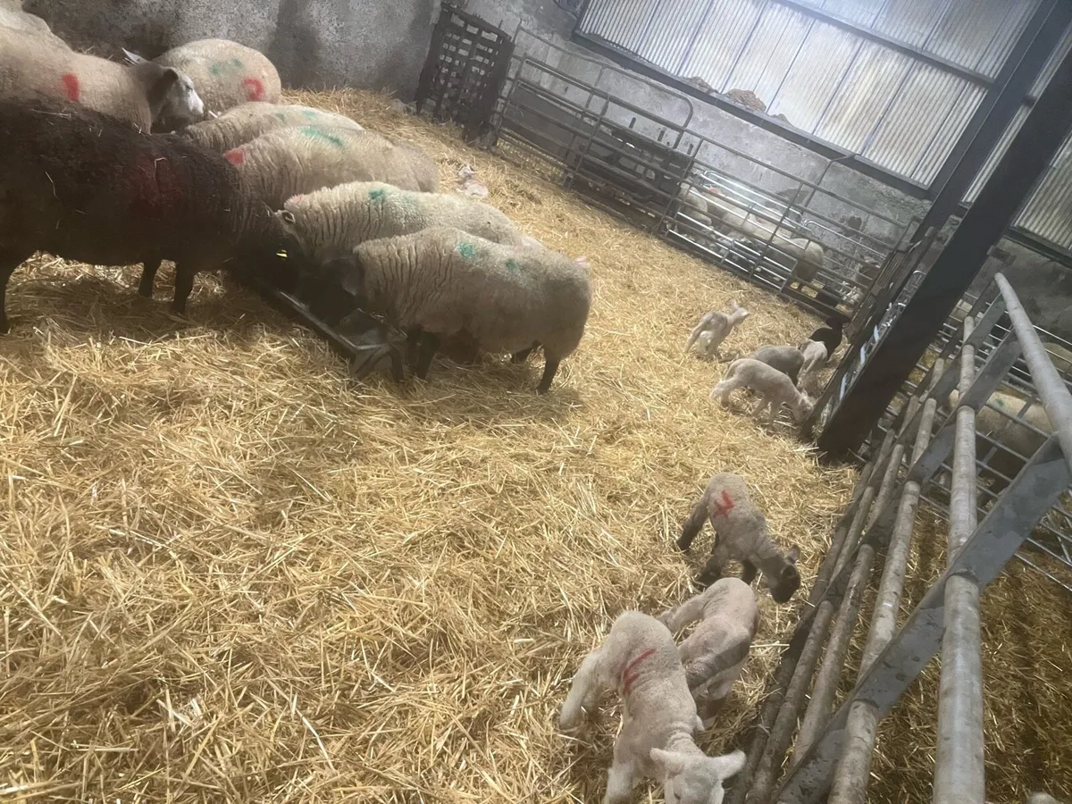 Christmas Crackers 🌟🌟 - Image 1