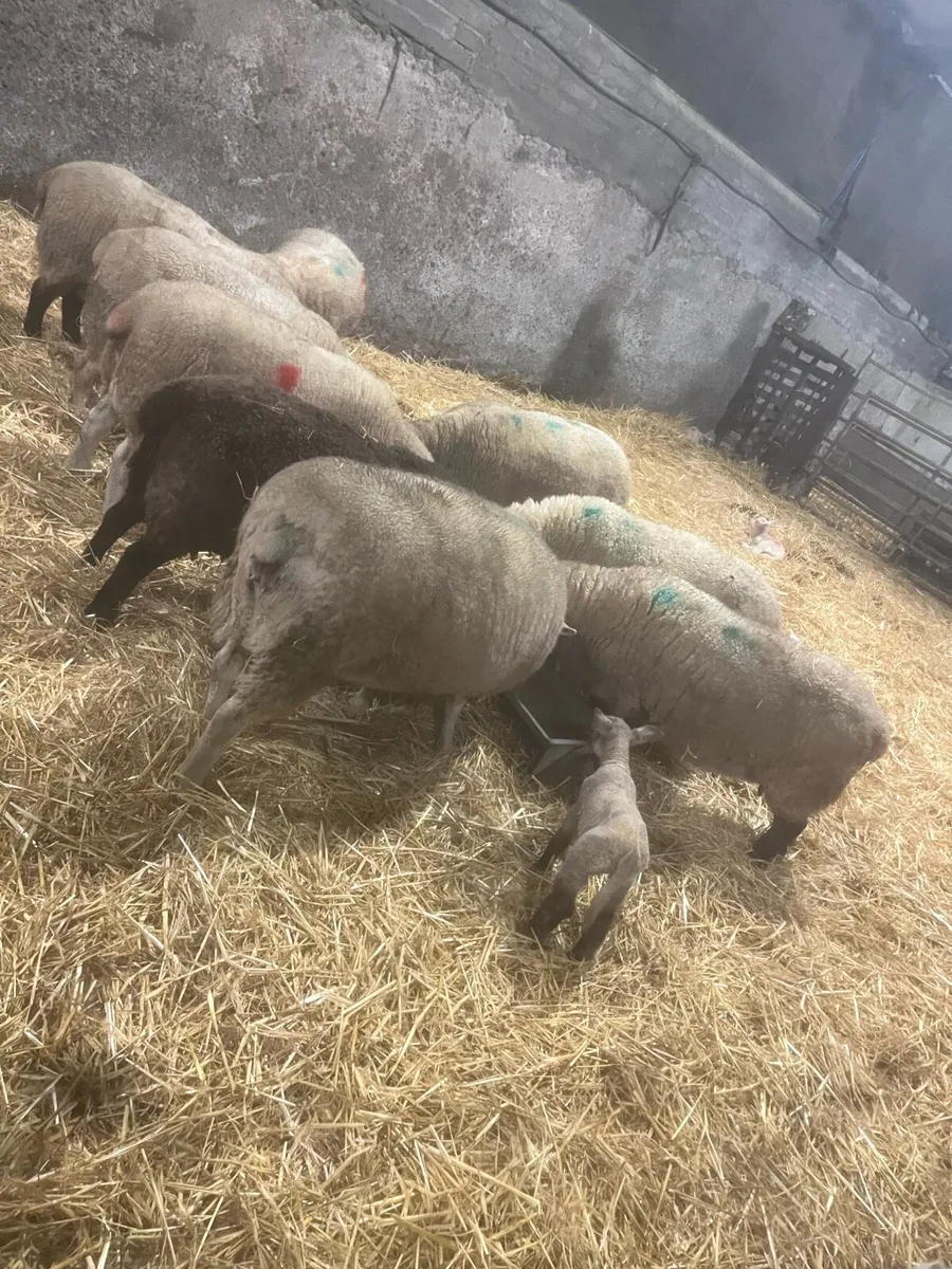 Christmas Crackers 🌟🌟 - Image 2