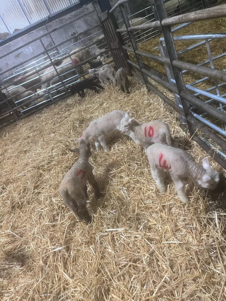 Christmas Crackers 🌟🌟 - Image 3