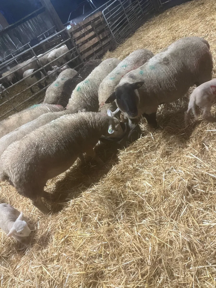 Christmas Crackers 🌟🌟 - Image 4