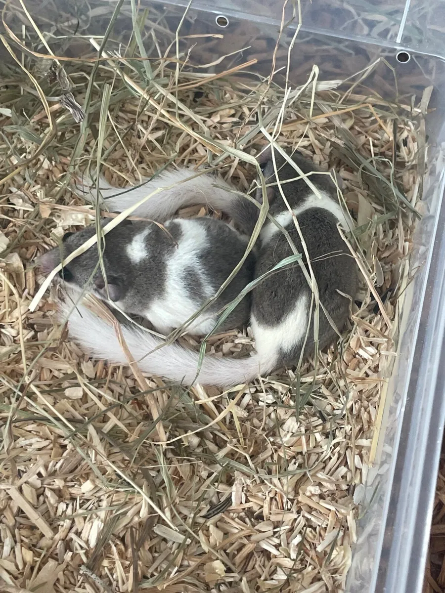 Pied Micro squirrels family of 5 - Image 2