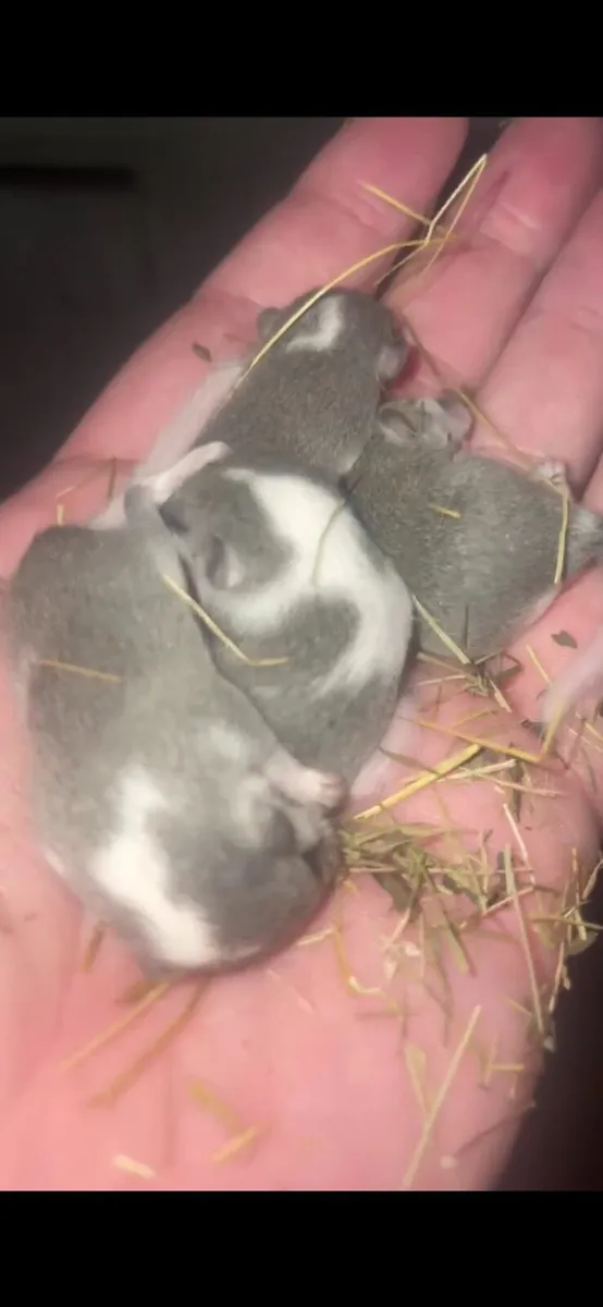 Pied Micro squirrels family of 5 - Image 3