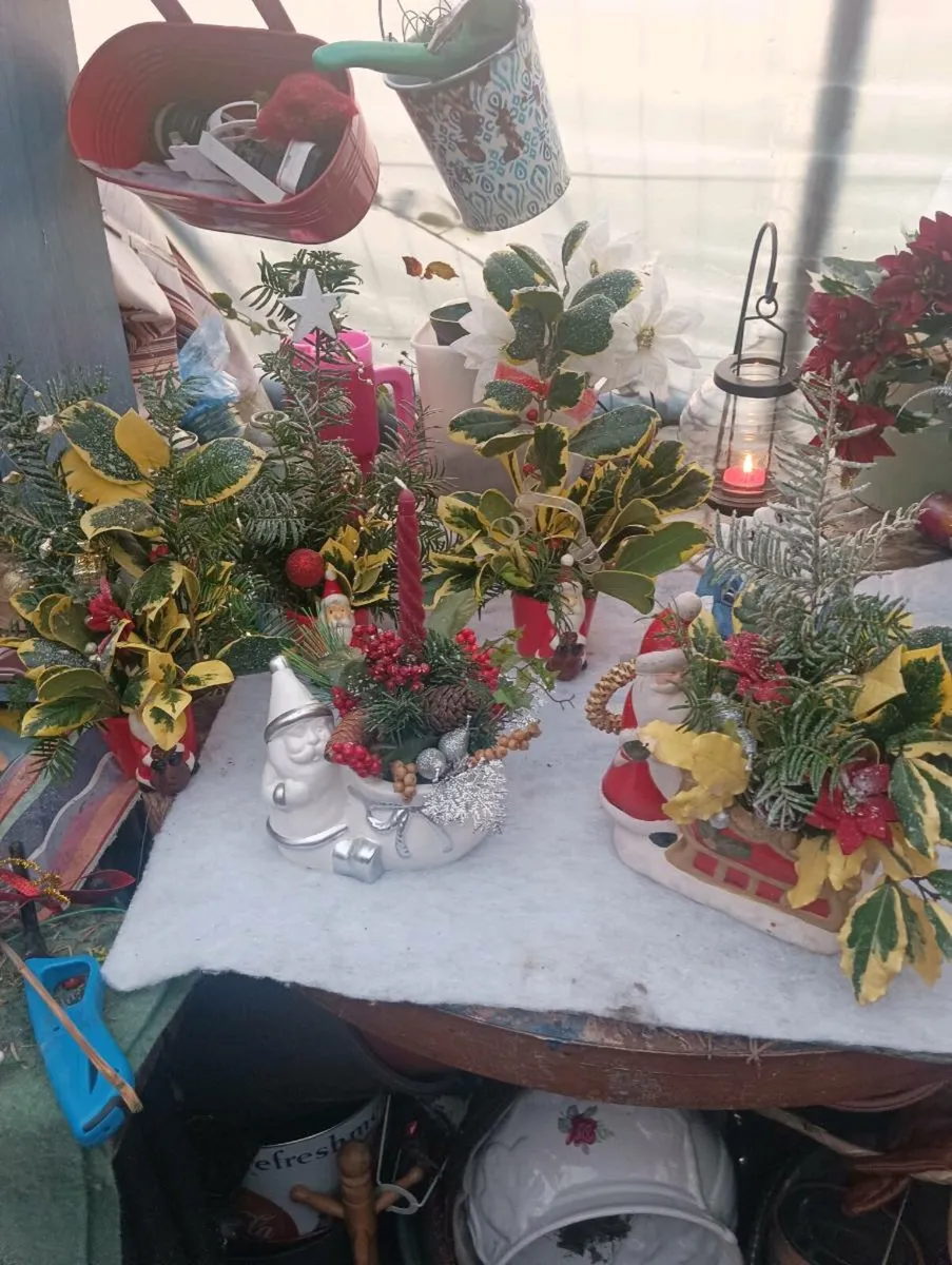 Beautiful Christmas gift fresh.2 for 10 euro only