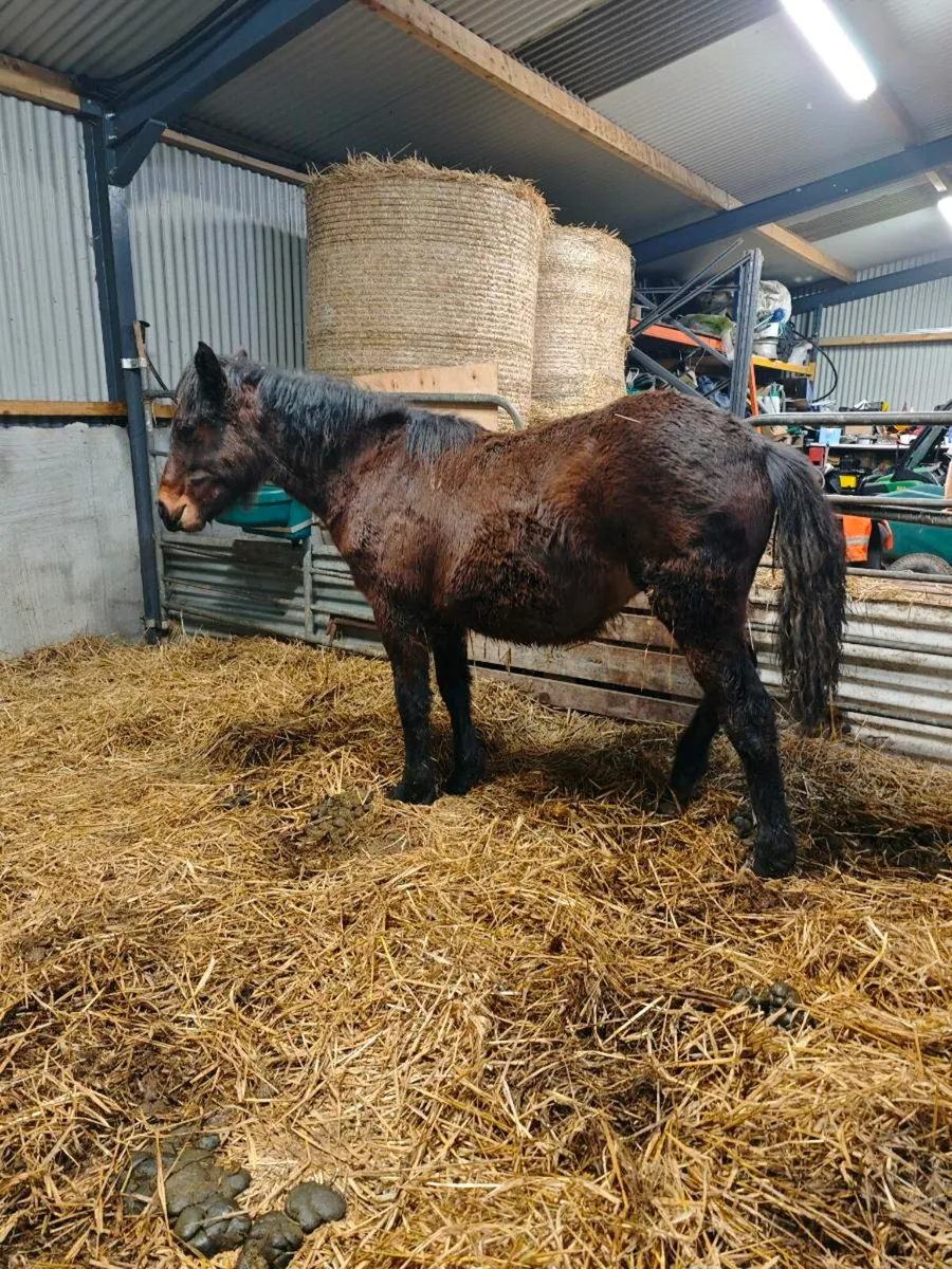 Connemara filly foal - Image 4
