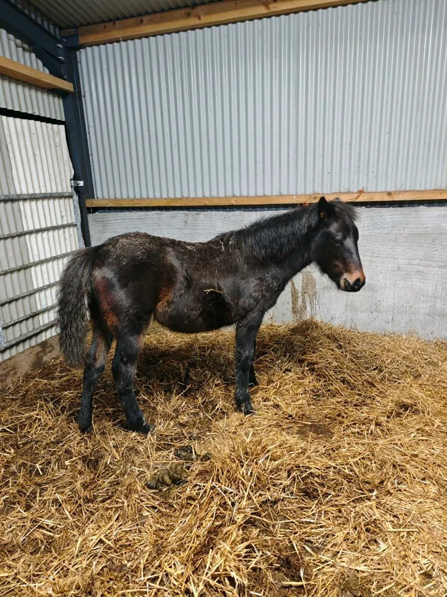 Connemara filly foal - Image 3