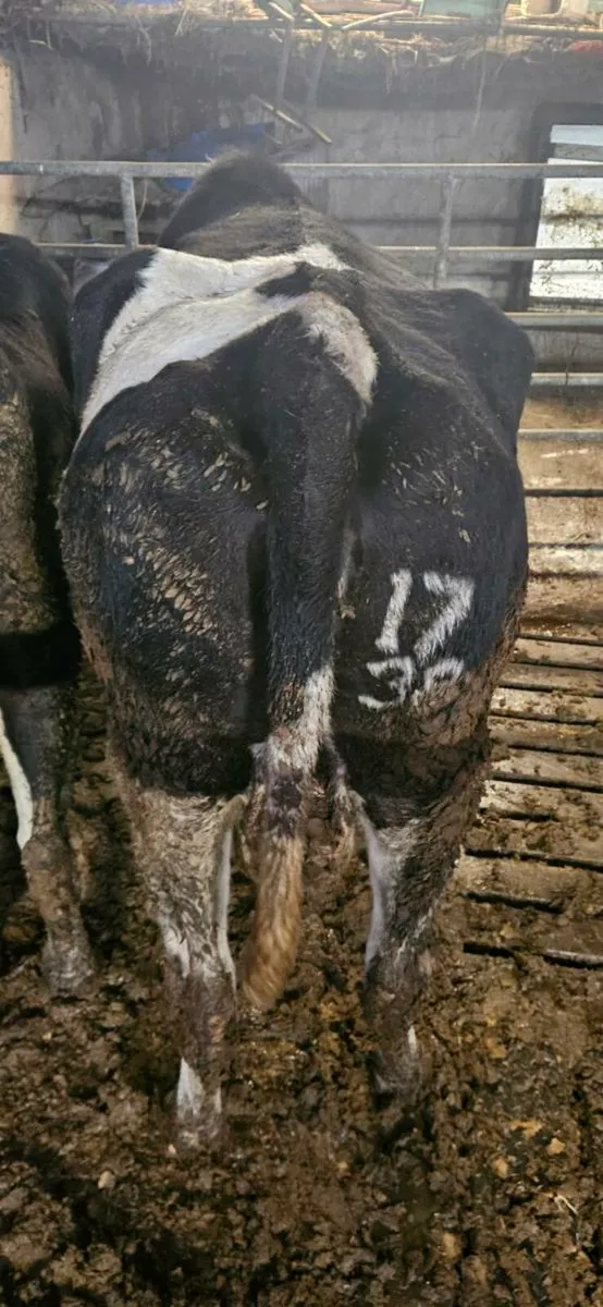 IN CALF FRIESIAN COW - Image 2