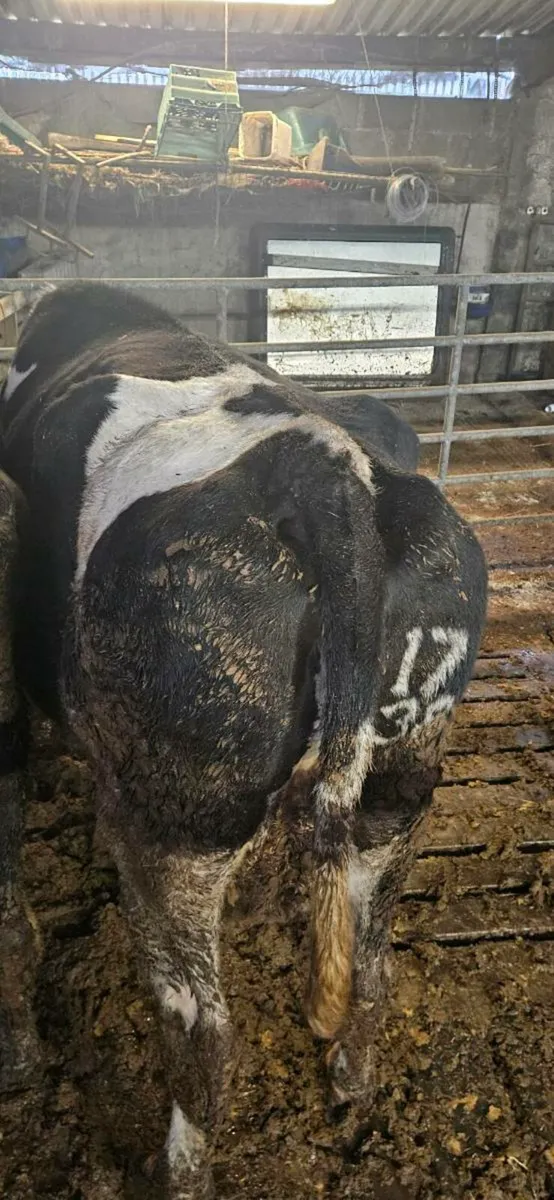 IN CALF FRIESIAN COW - Image 3