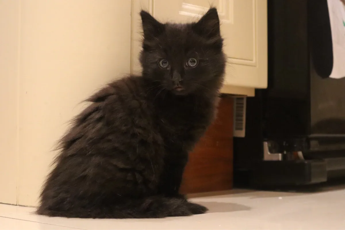 Last two Kittens *can deliver* - Image 4