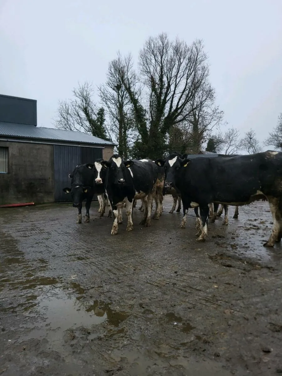 Spring calving FR heifers - Image 1