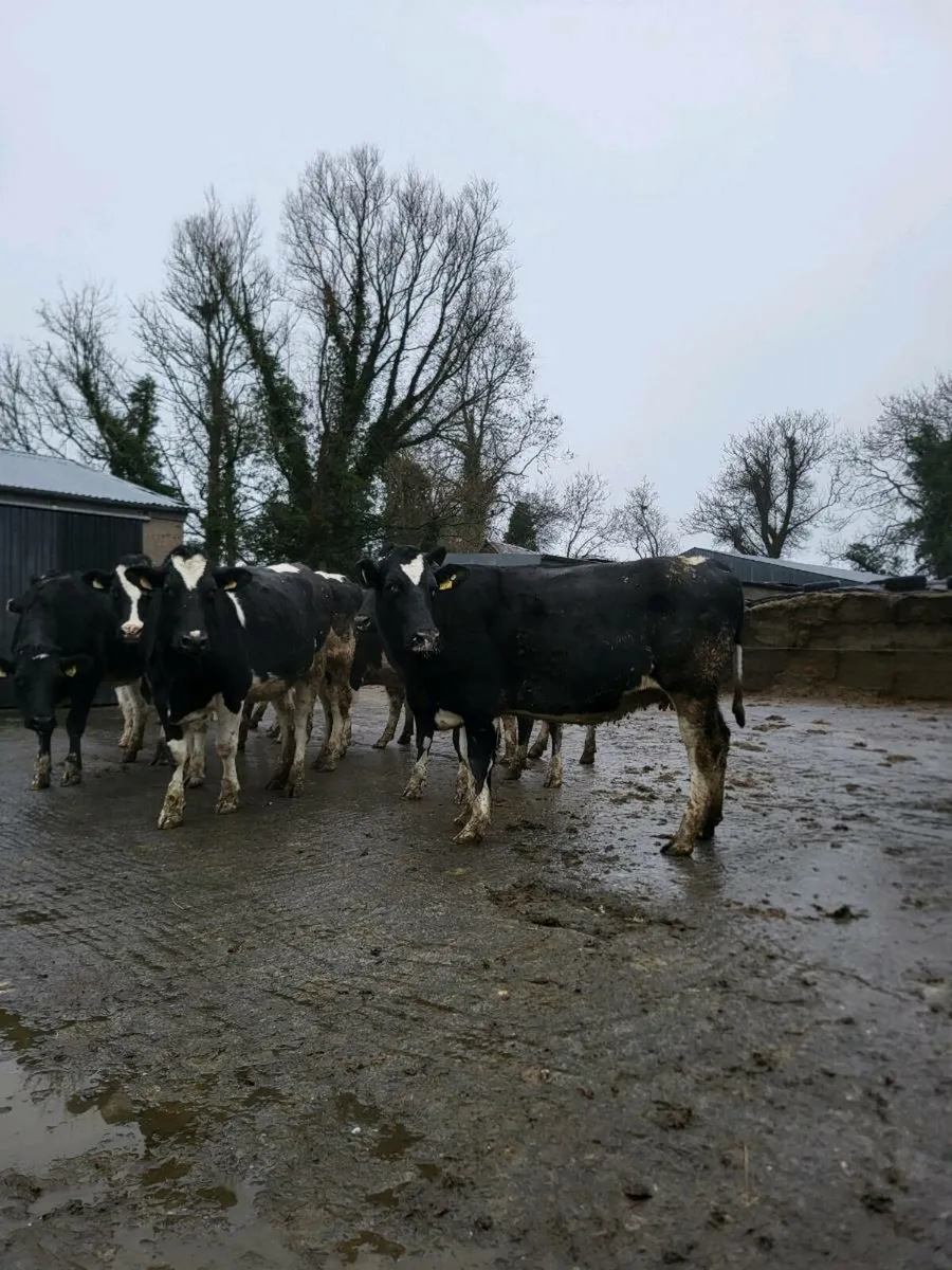 Spring calving FR heifers - Image 3