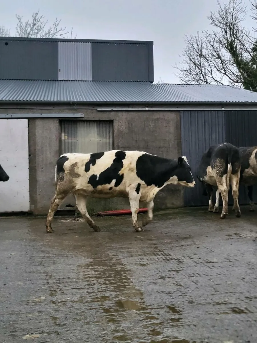 Spring calving FR heifers - Image 4