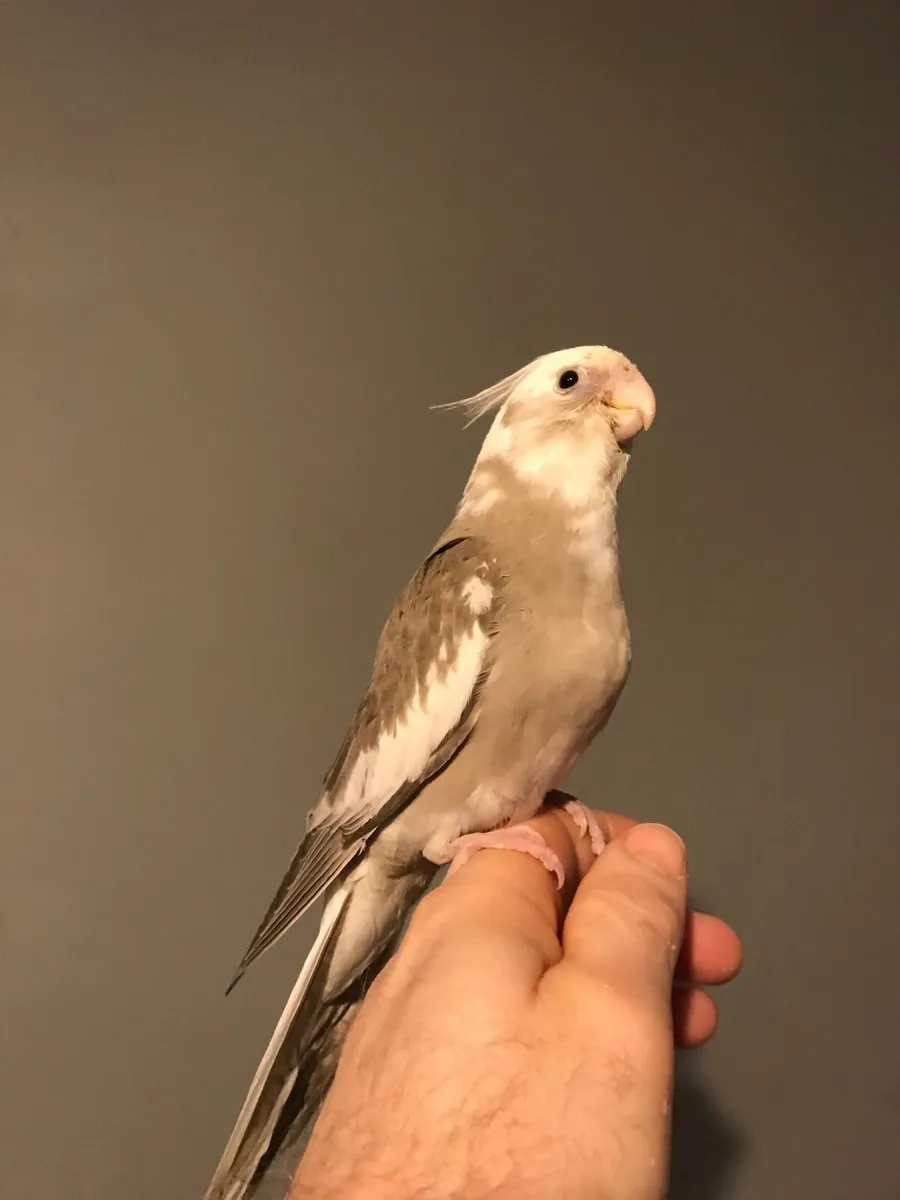 Hand reared Cockatiel. Silly tame. - Image 1