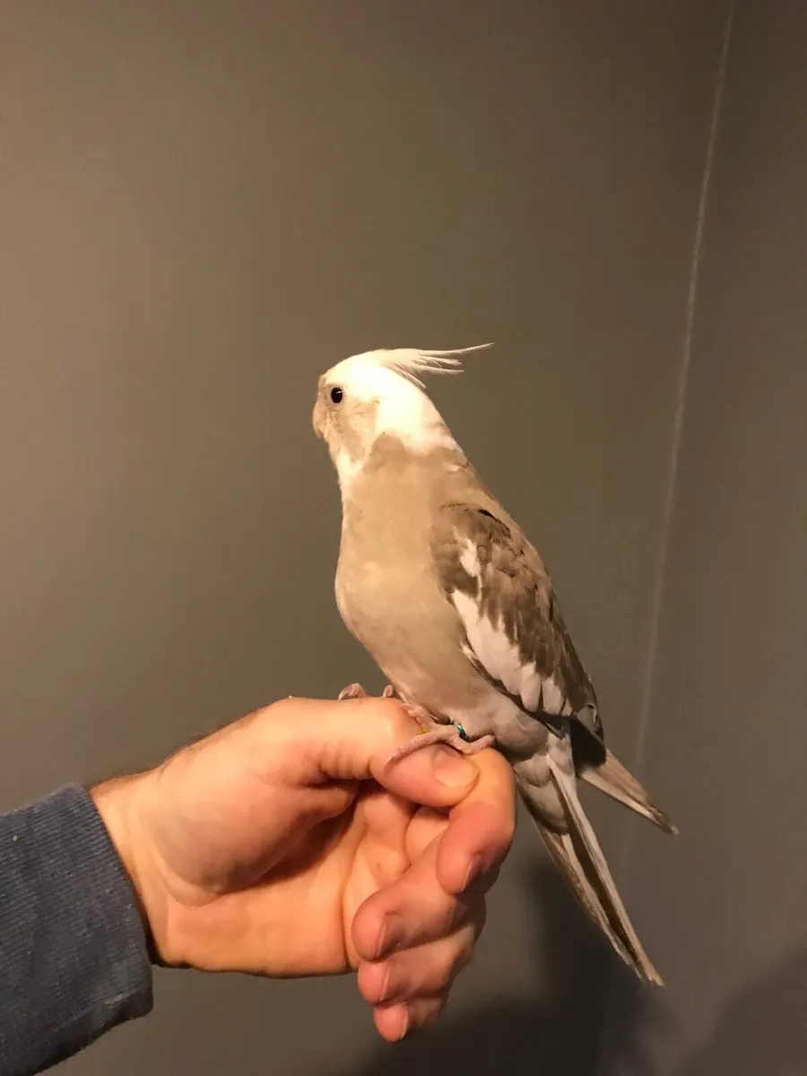 Hand reared Cockatiel. Silly tame. - Image 2