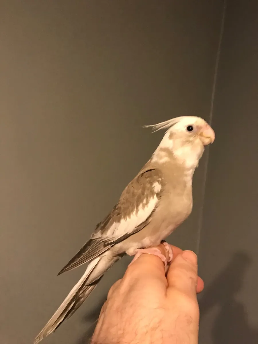 Hand reared Cockatiel. Silly tame. - Image 3