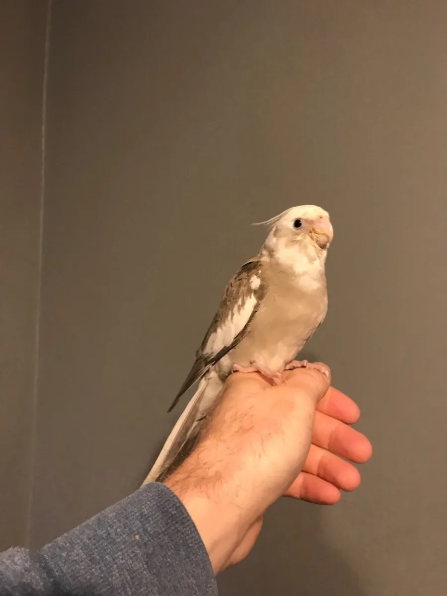 Hand reared Cockatiel. Silly tame. - Image 4