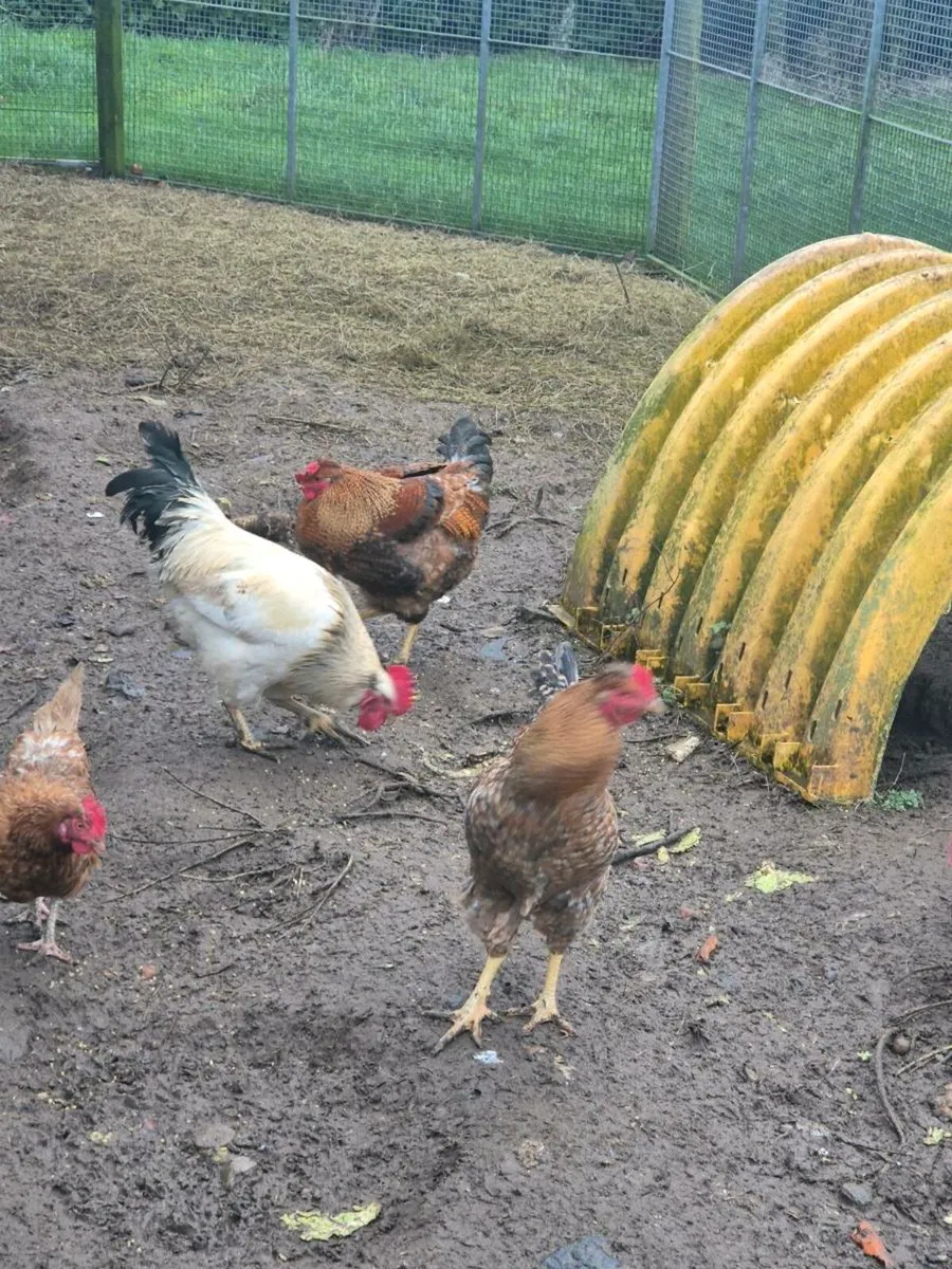 Roosters/cocks - Image 1