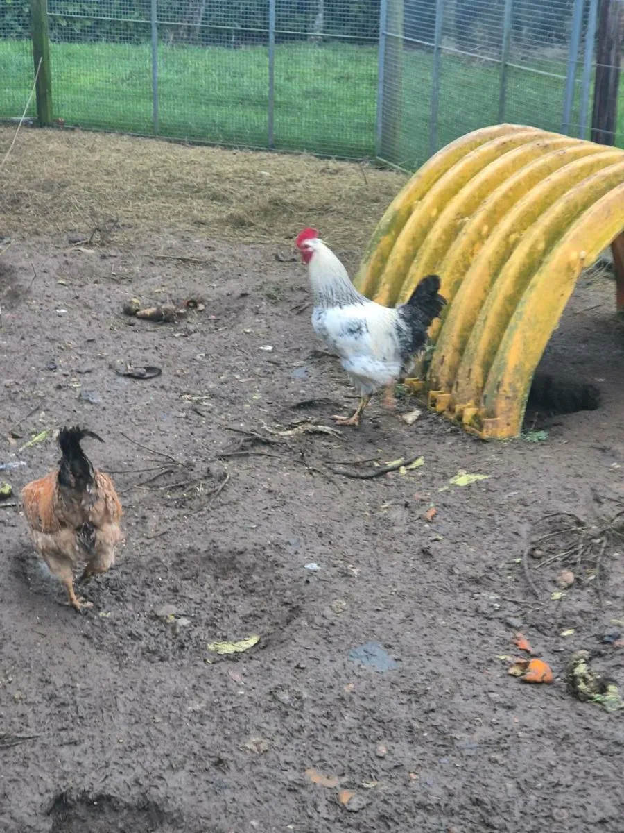 Roosters/cocks - Image 2