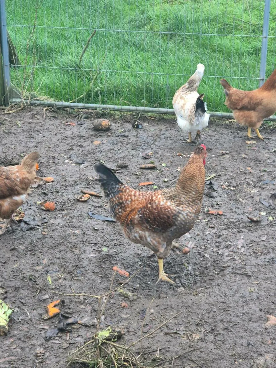 Roosters/cocks - Image 3