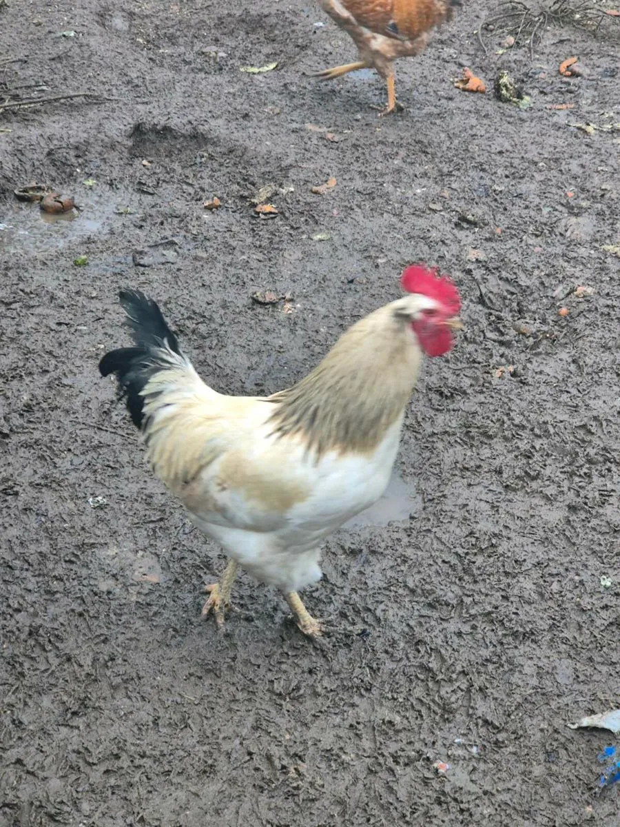 Roosters/cocks - Image 4