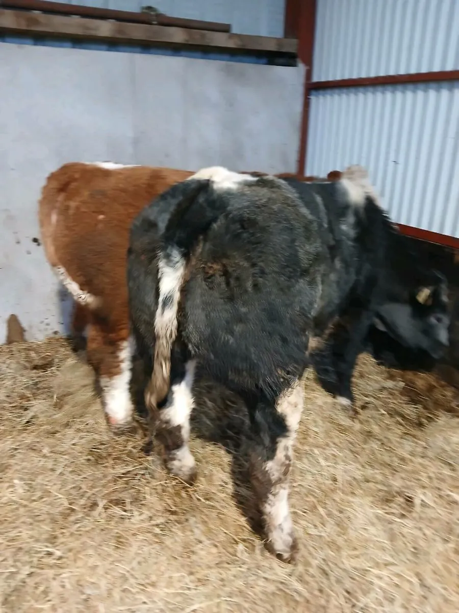 BB Weanling heifer - Image 1