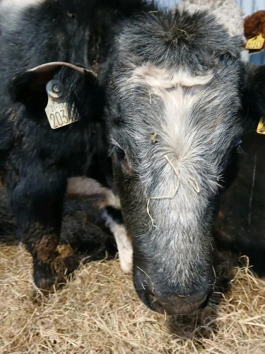 BB Weanling heifer - Image 2