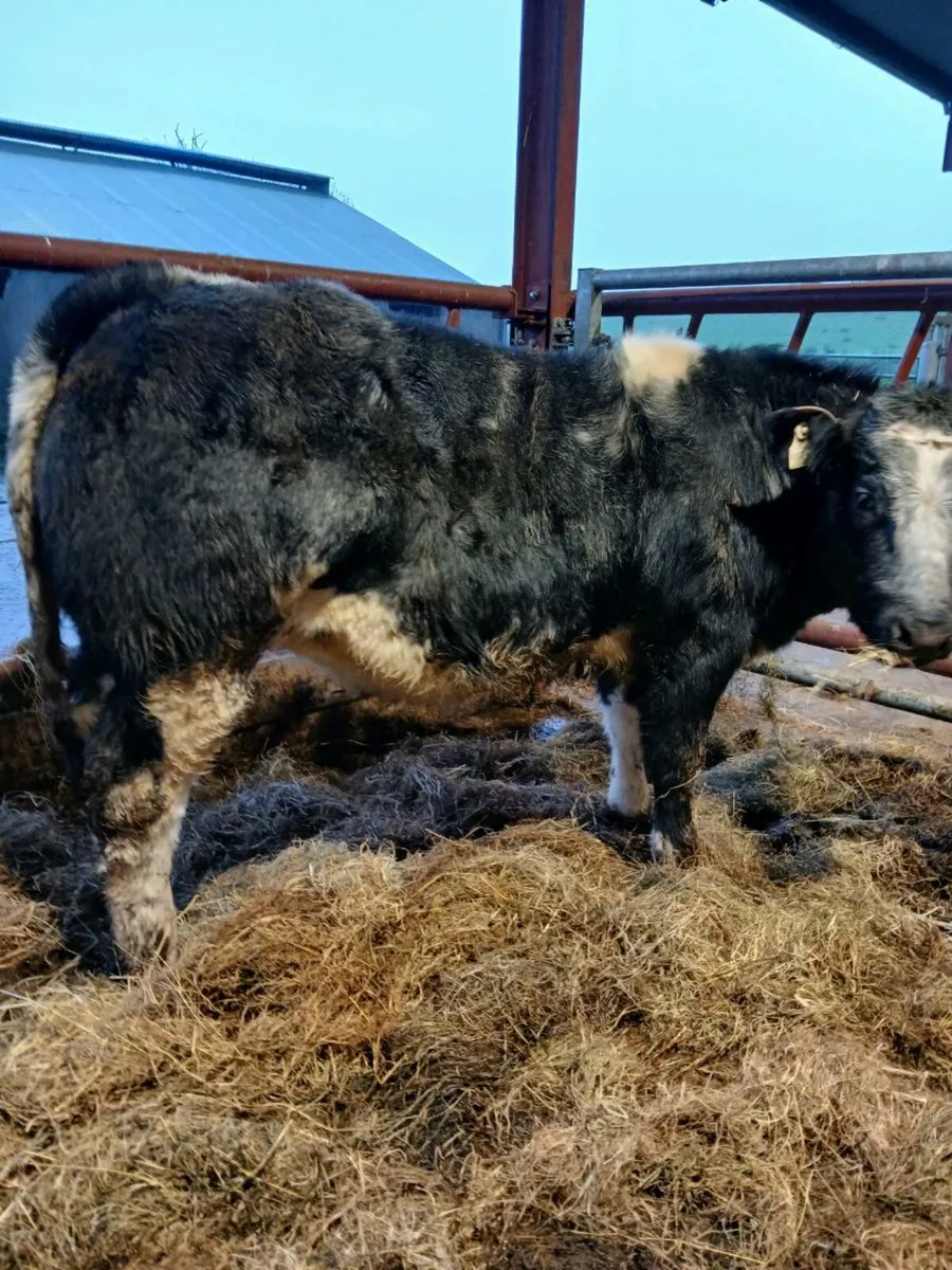 BB Weanling heifer - Image 3
