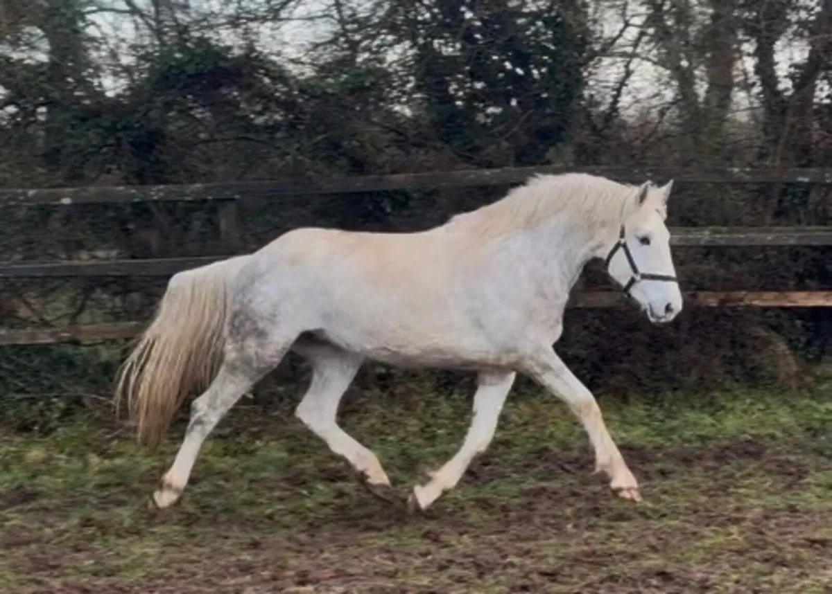 Irish Draught Filly - Image 1