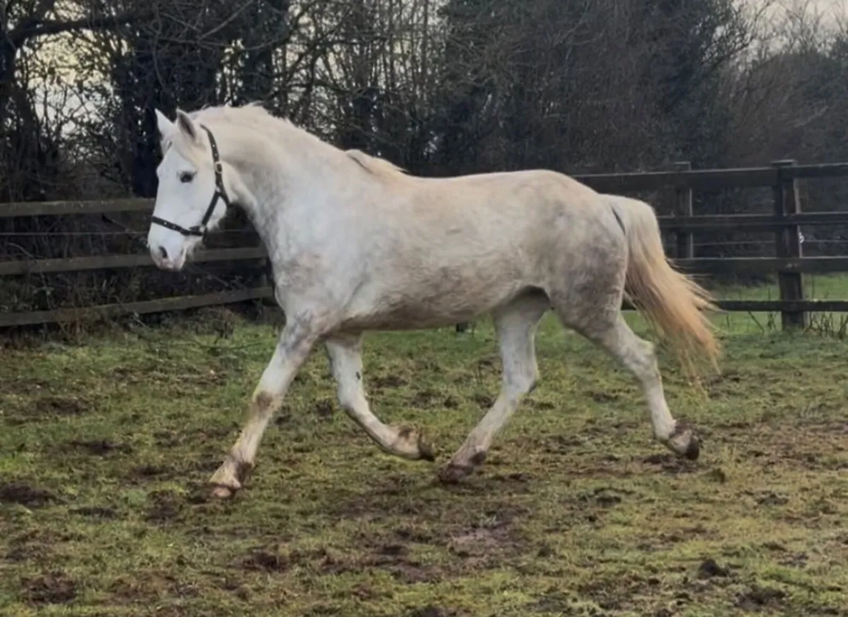 Irish Draught Filly - Image 2