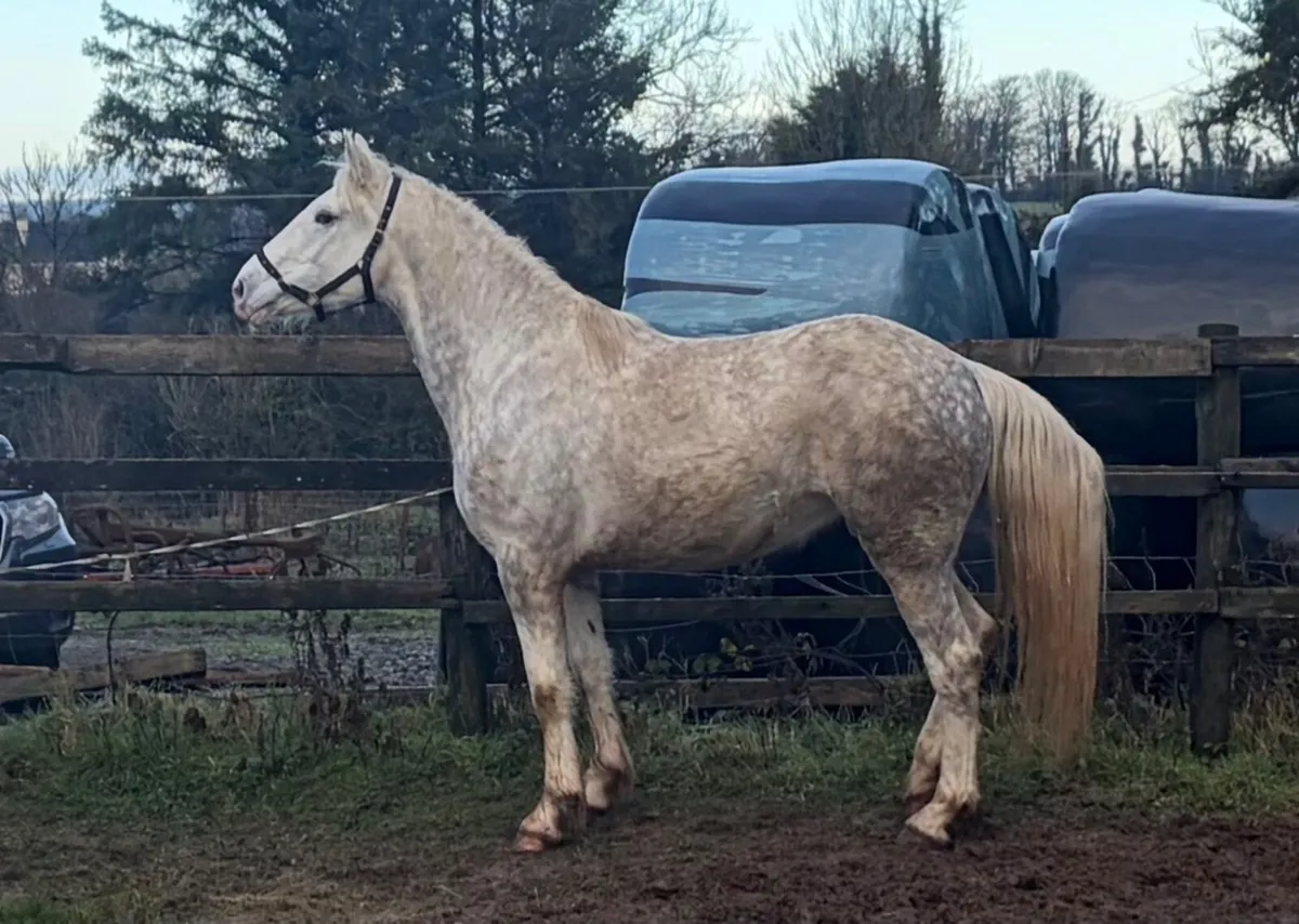 Irish Draught Filly - Image 3