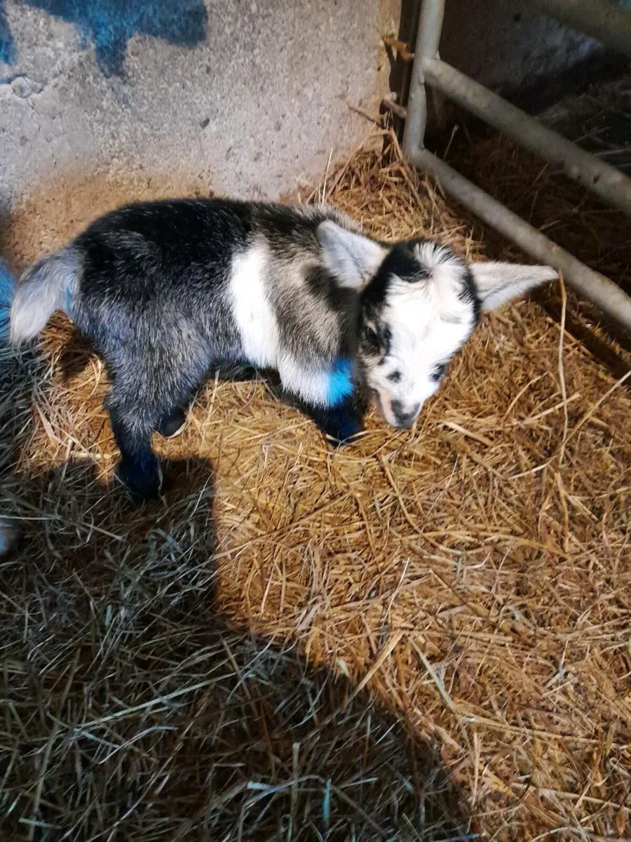 Pygmy female with kid at foot - Image 2