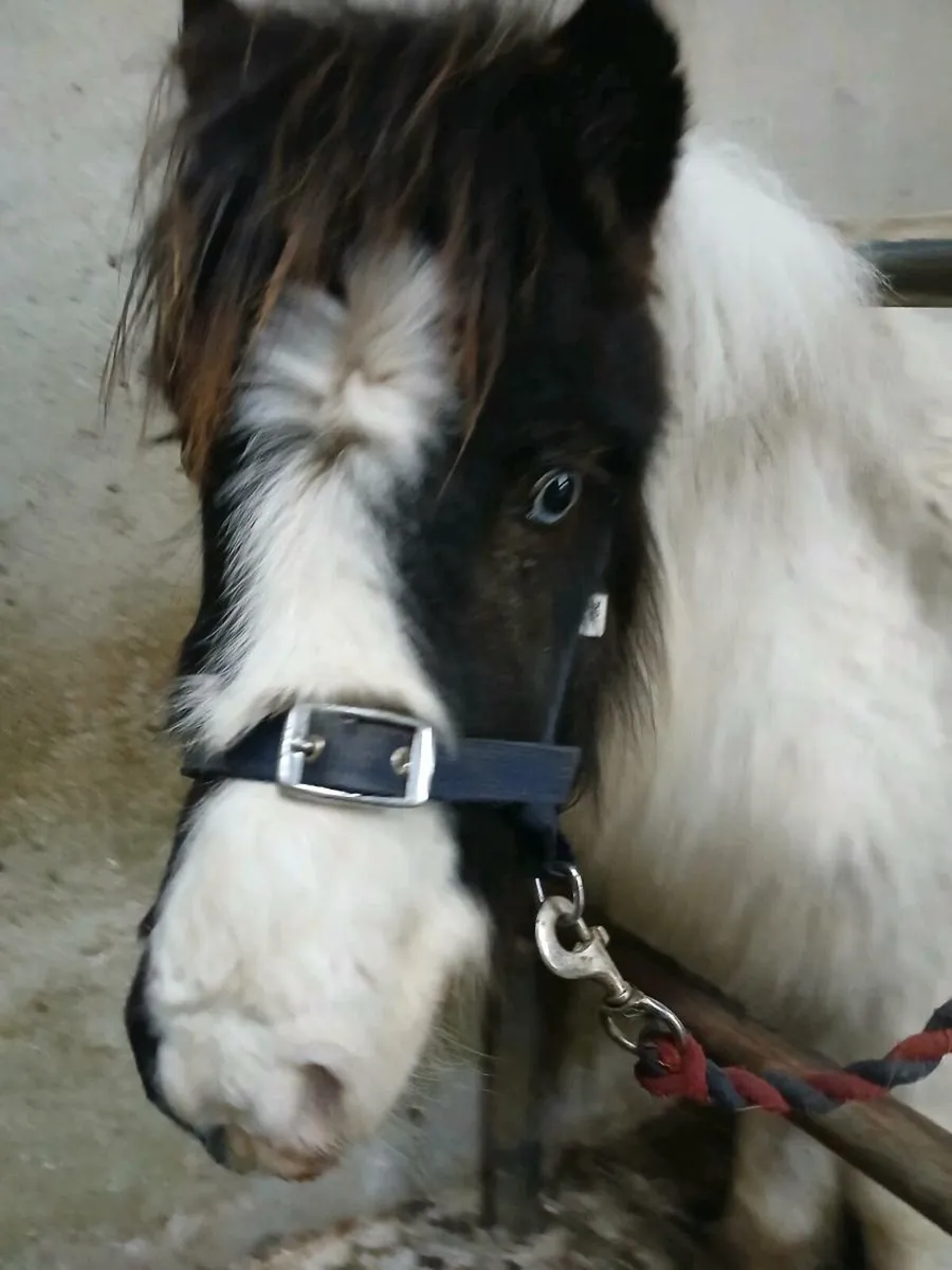 Miniature Fallabella foal - Image 1