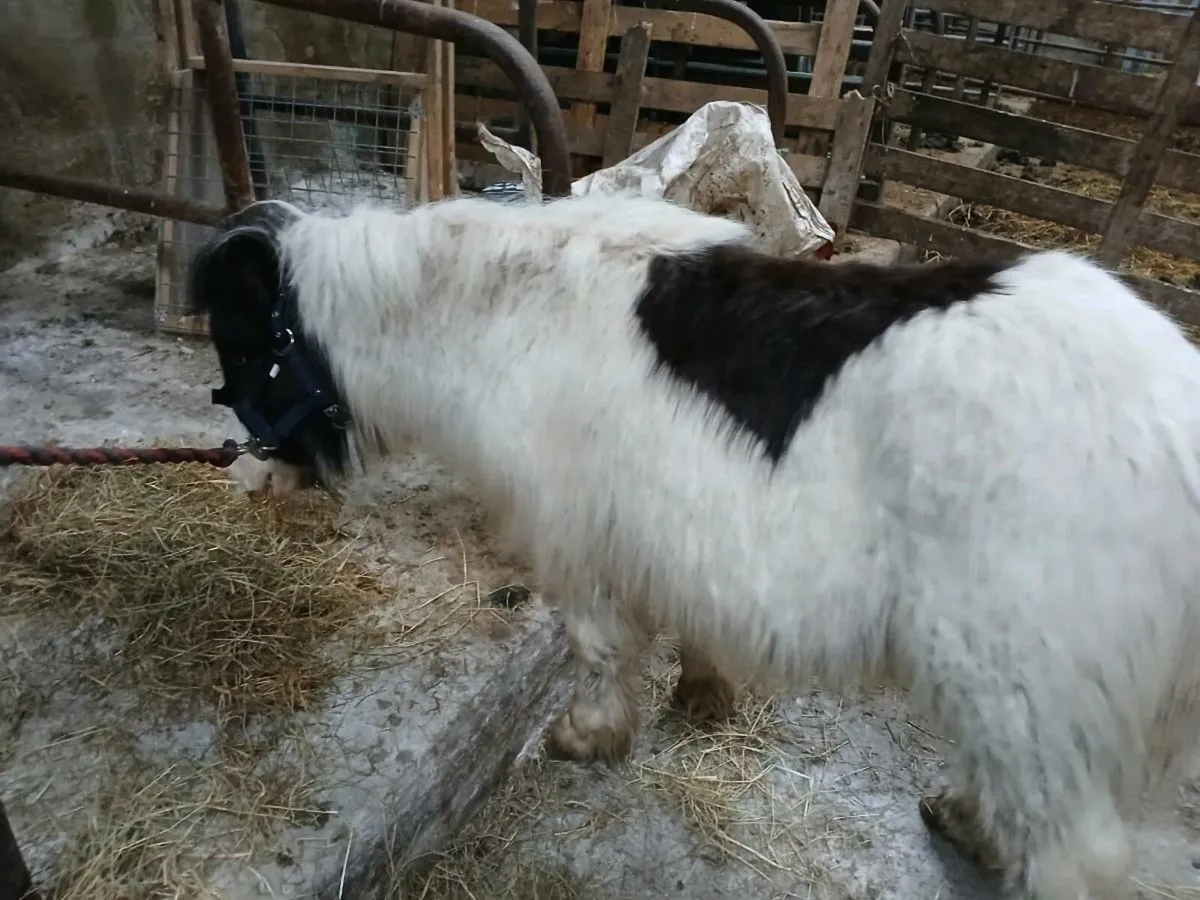 Miniature Fallabella foal - Image 2