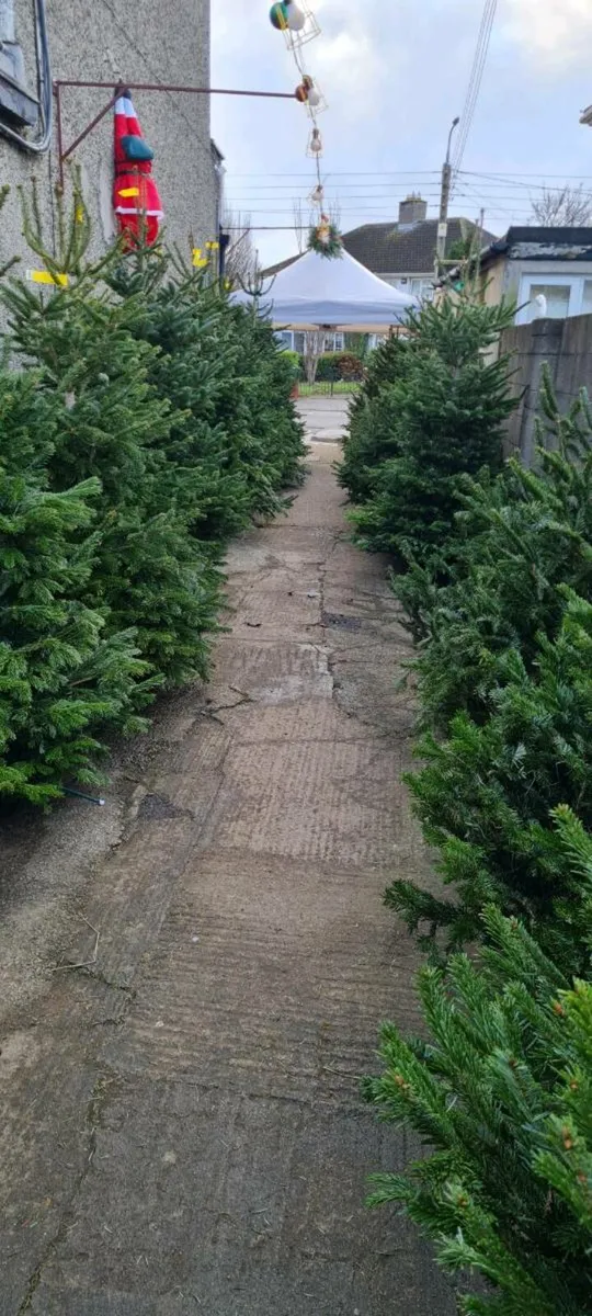 Real Christmas trees - Image 1