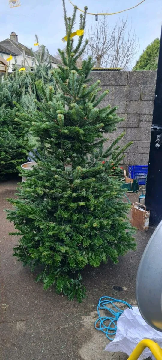 Real Christmas trees - Image 2