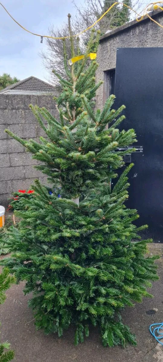 Real Christmas trees - Image 3