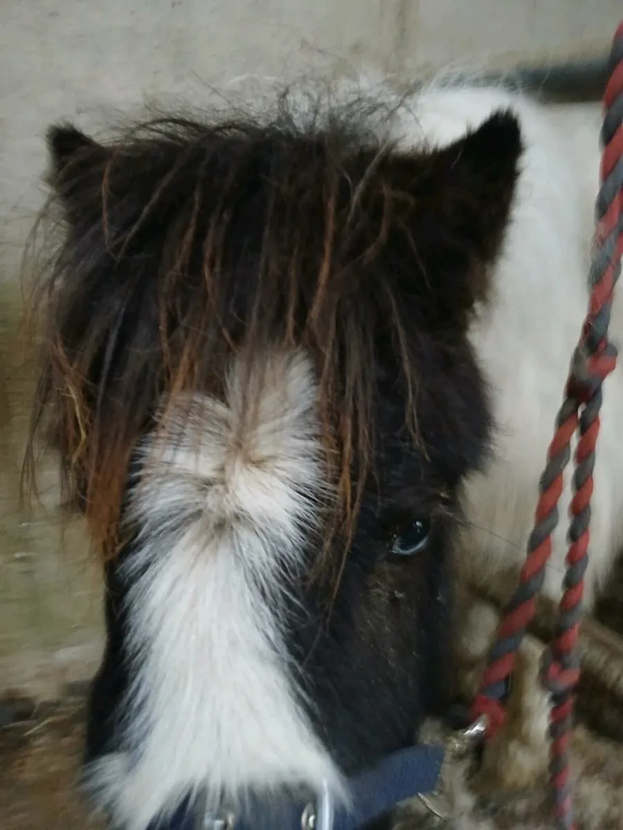 Miniature Fallabella foal - Image 4