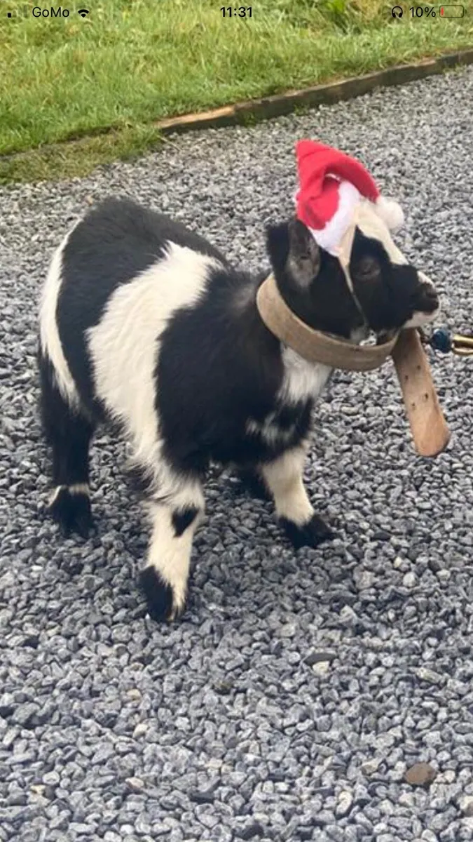 Pygmy castrated male pet - Image 1