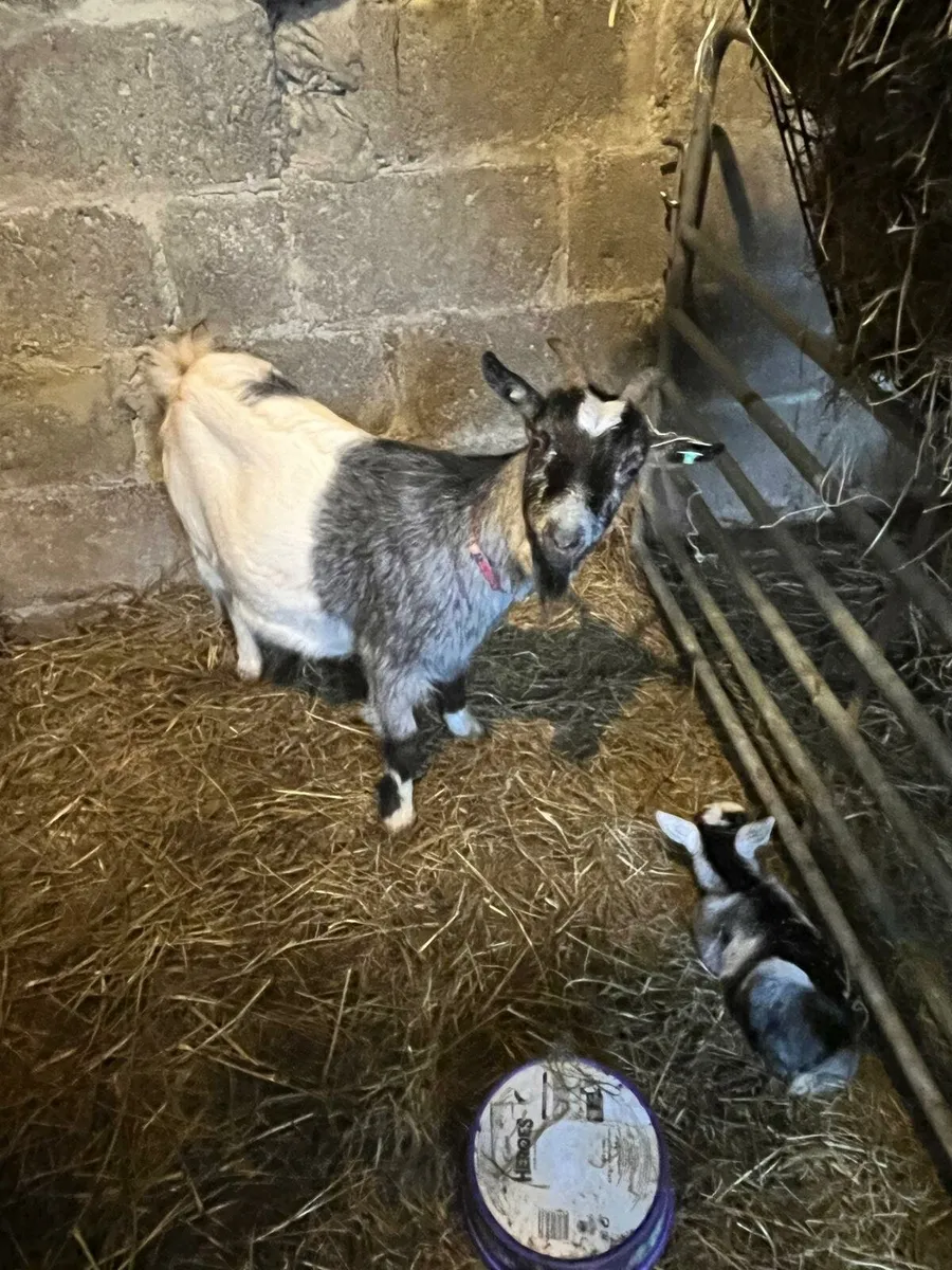 Pygmy female with kid at foot - Image 3