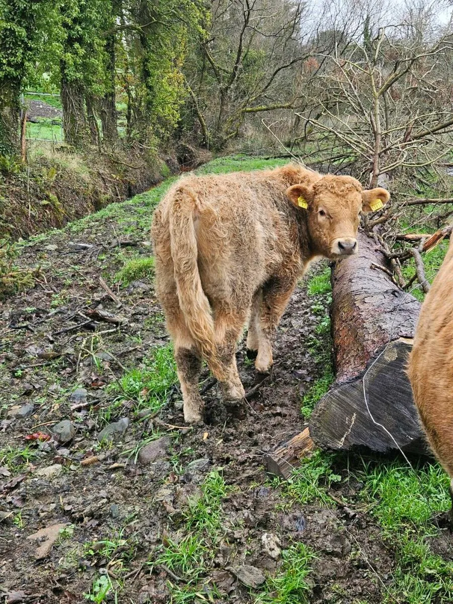 Reared organic calves - Image 1